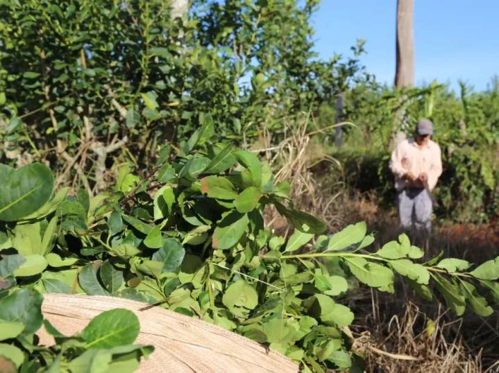 El gobierno de Milei le dio otro golpe al Instituto Nacional de la Yerba