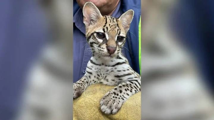 Así fue el rescate de un tierno felino en Cundinamarca: conductor le salvó la vida en el momento justo