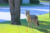 Living safely with coyotes in Cupertino