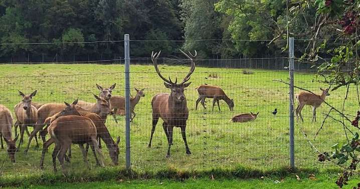 Horror as 'iconic stag' decapitated in park by intruders