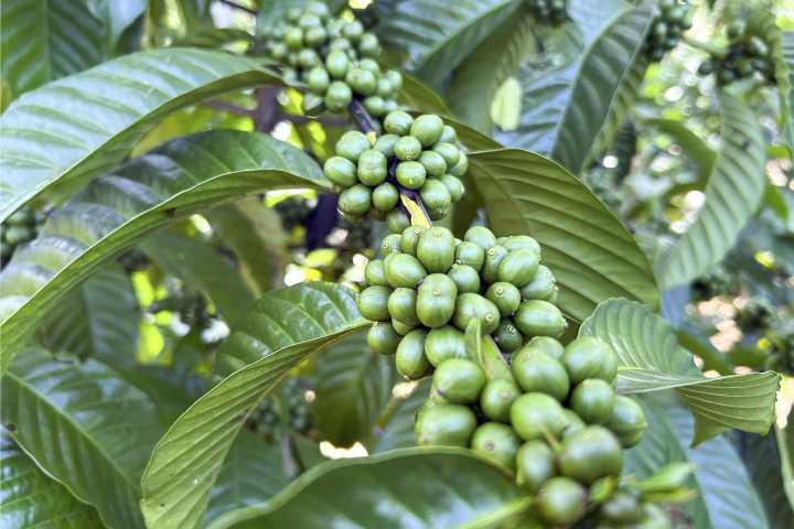 República Dominicana fortalece la competitividad de su producción cafetalera