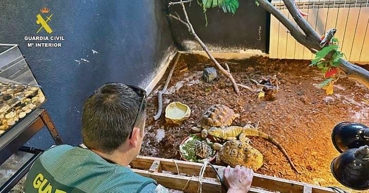Intervenidos cerca de 500 animales exóticos en Ávila