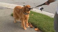 North Carolina Golden Retriever Won’t Budge Past One Spot And The Reason Is Hilariously Spooky