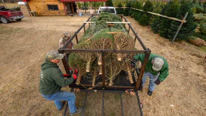 Michigan farms change tradition to meet high demand for Christmas trees
