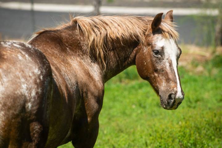 Horse virus outbreak in other states prompts warning from Idaho state officials