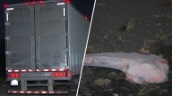 Police: A dozen thieves steal meat from truck in Northeast Philly