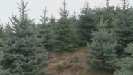 Coconino National Forest selling Christmas Tree permits online