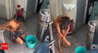 Watch: Passenger films bizarre bath on train; railways identifies man, takes action