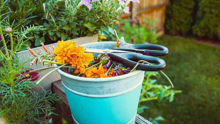 12 Plants You Should Always Deadhead In The Fall For A Final Flush Of Flowers