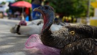 El consumo de pavo crece en México por esta razón