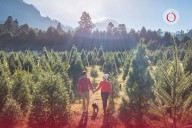 5 lugares en el Edoméx para conseguir tu árbol de Navidad natural