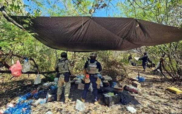 Desmantelan 4 narcocampamentos en zona limonera de Michoacán