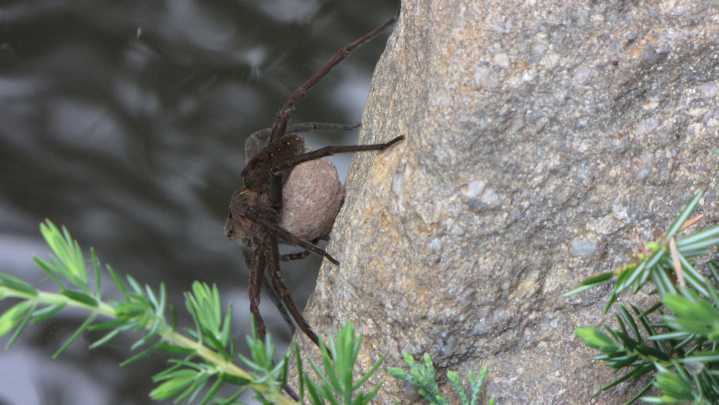 Word from the Smokies: Wait, don’t kill it! Spiders…