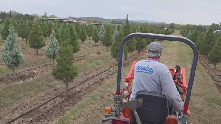 From tractor to tinsel: A Texas Hill Country Christmas tree tradition