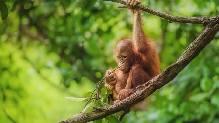 Los orangutanes se llevan al independizarse de sus madres una 'enciclopedia gastronómica' para saber qué y cómo comer