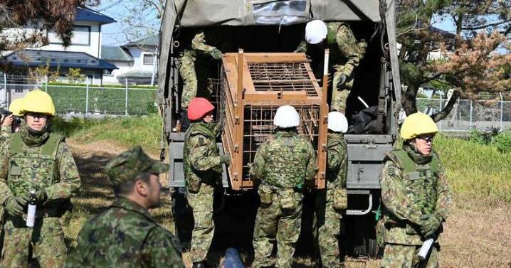 Japan deploys troops to counter surge in bear attacks