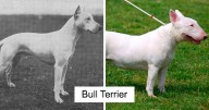 The Effect Of Selective Breeding: Dog Breeds Today Vs 100 Years Ago