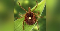 Tick bite meat allergy: First person dies from alpha-gal syndrome, researchers believe