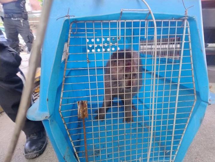 En Núñez. Rescataron a un carpincho que estaba atrapado en un sumidero