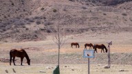 Panhandle ranchers, horse owners on alert as virus confirmed at Texas event