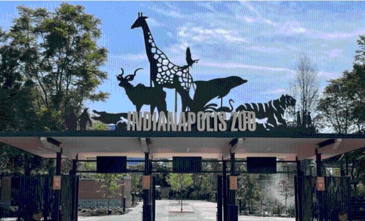 Chimpanzee Escapes Enclosure at Indianapolis Zoo, But Has Since Been Found