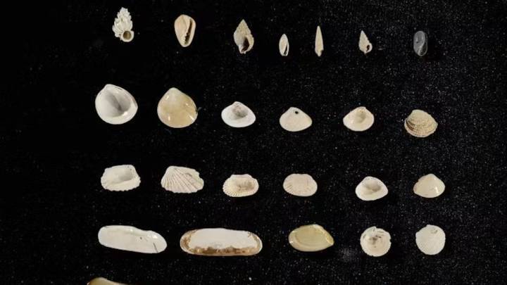 Centuries-old seashells explain the Nature Coast’s thriving seagrass meadows