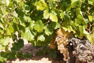 La uva Airén, la joya de Castilla-La Mancha que está de moda