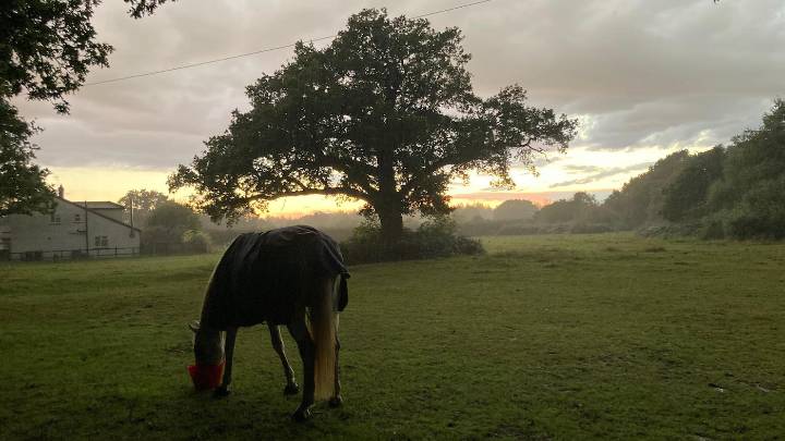 ‘Never blame a horse for poor behaviour’: the five facts your horse would like you to know