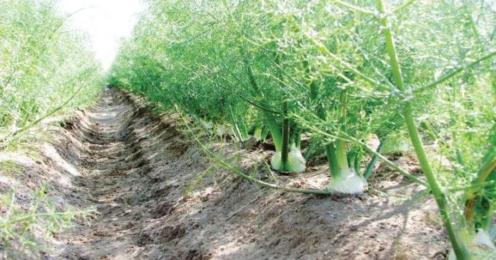 Crop of the Week: Fennel