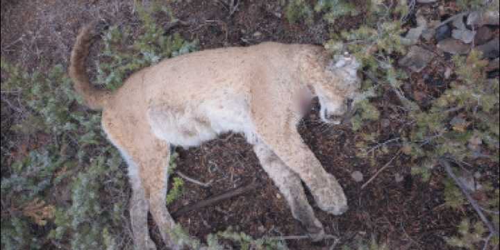 Colorado Parks and Wildlife searching for information on illegally killed mountain lion