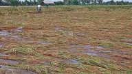 Centre rolls out insurance relief for farmers facing wild animal crop loss, paddy inundation