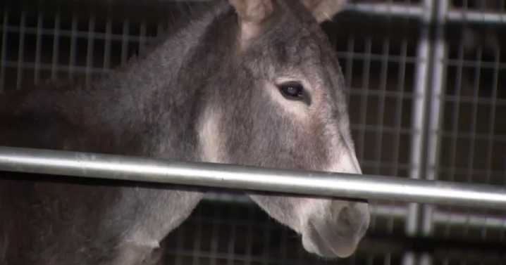Inland Empire wild donkey habitat at risk from housing developments and freeways