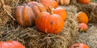 What to do with pumpkins after Halloween