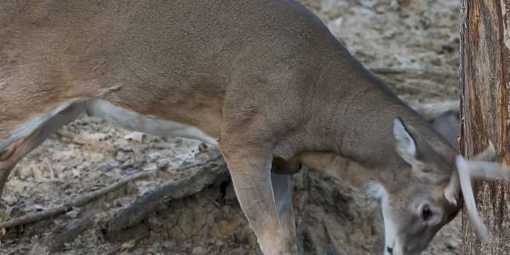 Deer collisions spike during hunting season in Nebraska