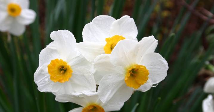 Brighten up winter with spring blooms