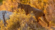 Esta será la finca de Zaragoza donde se reintroducirá el lince ibérico en Aragón