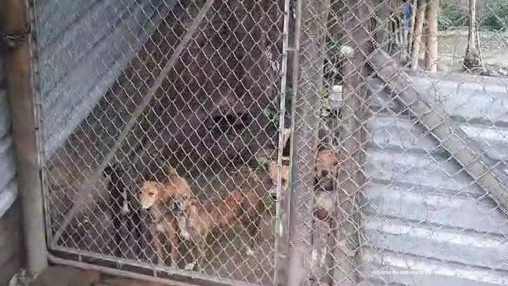 Condenan a dos hombres por maltrato animal en Santander y Antioquia