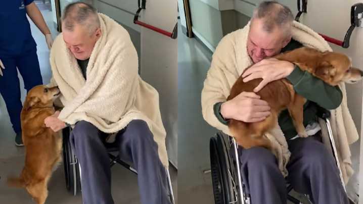 La espera de Simón, el perro que recibió a su dueño tras 82 días de internación