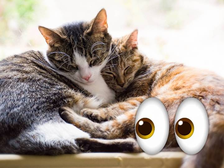 ¿Por qué tu gato duerme con los ojos entrecerrados?