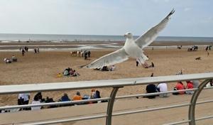 UK holidaymakers told to shout, not get in a flap over seagulls