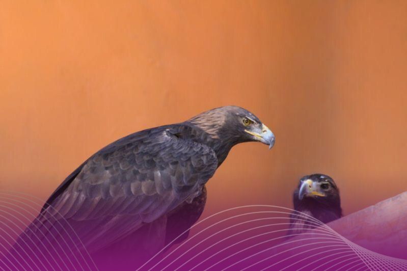 Nace en Zacango el primer ejemplar de águila real bajo conservación estatal