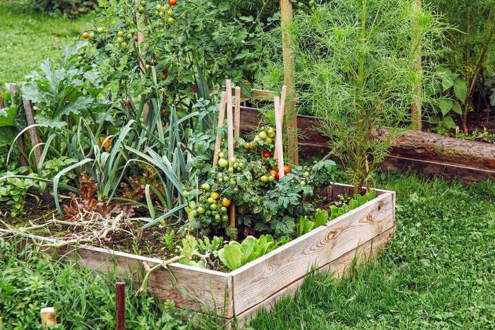 Woman Spent 6 Months Growing a Garden, Then Aunt Took '75% of It Without Asking'