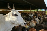 Gujarat court hands life sentence to 3 in cow slaughter case; govt hails verdict as 'historic'