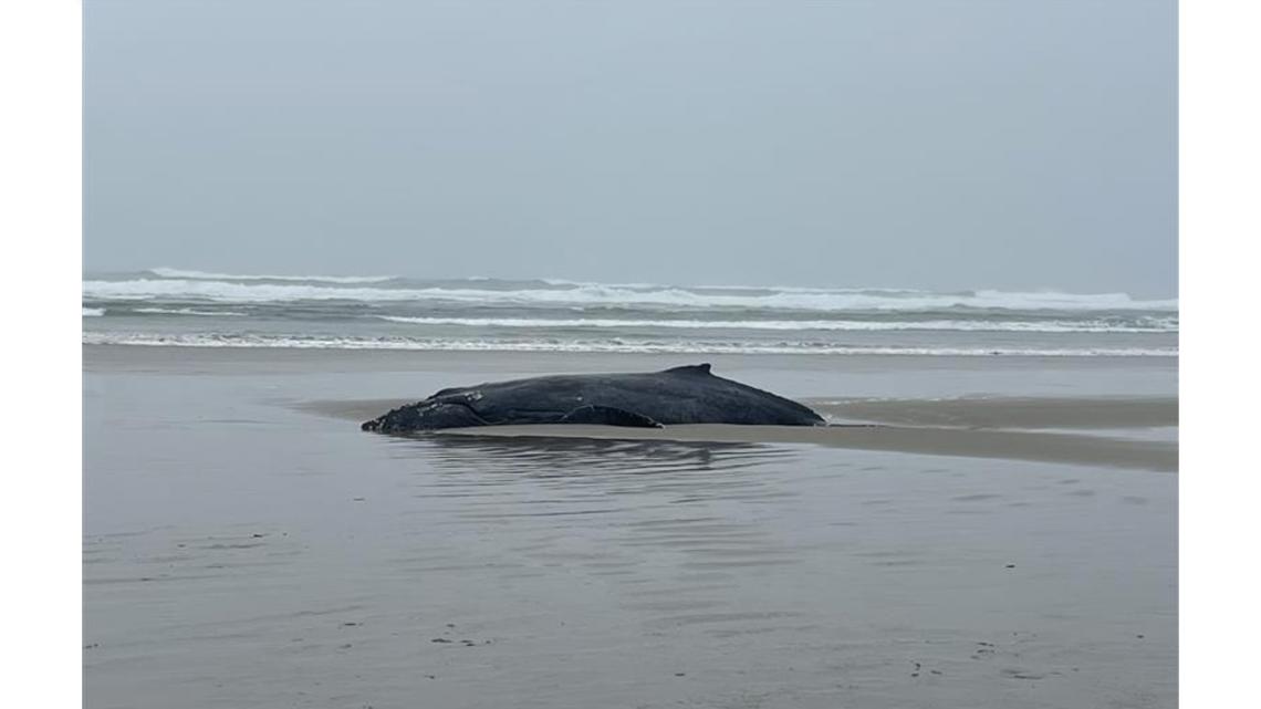Humpback whale beached near Yachats, officials ask visitors to keep away