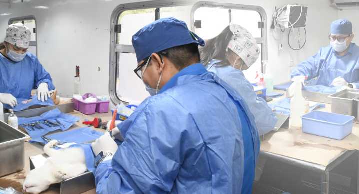 Hermosillo ocupa segundo lugar nacional en esterilización de perros y gatos, van más de 17 mil en 2025: Protección Animal