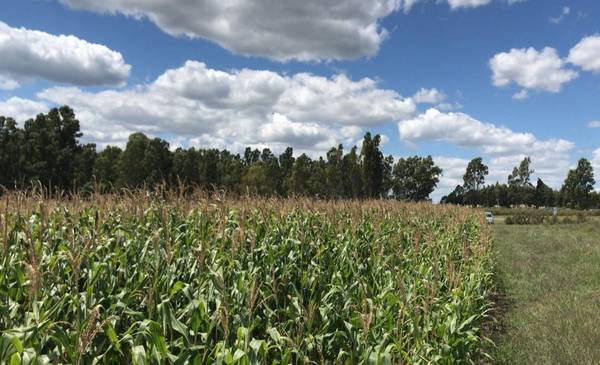 Sin liquidación del campo, el Gobierno llegará a fin de año con dólares prestados