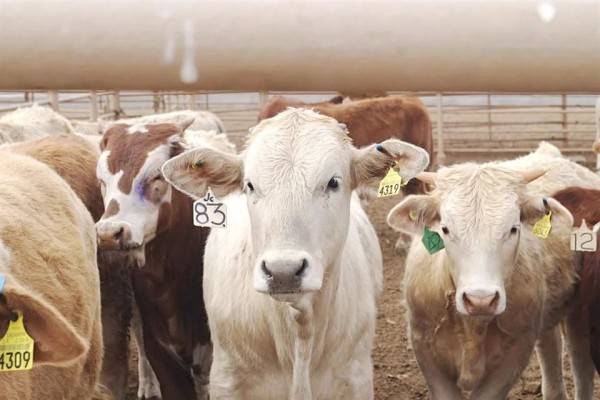 Agrava la burocracia crisis ganadera en NL