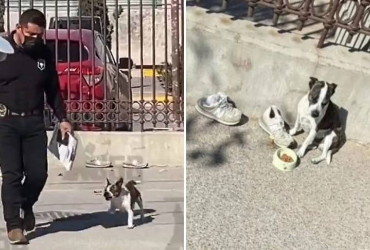 “Lo defendió a mordidas”: Perro impide que se lleven cuerpo de su fallecido amo en Ciudad Juárez, Chihuahua
