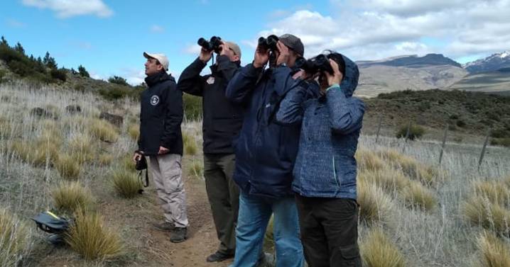 Donde vuelan los gigantes: así se vivió el último censo de cóndores en Neuquén