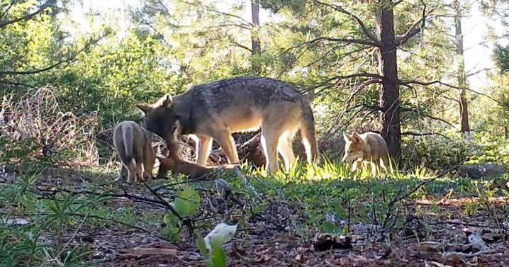 4 California wolves were eliminated, but there's a new pack in town